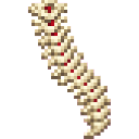 com_urgent_operation_organ_doctor_yx7qf4zn:spine_human