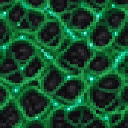 com_morphnitrix_y7ua7nln:verdant_meteorite_membrane