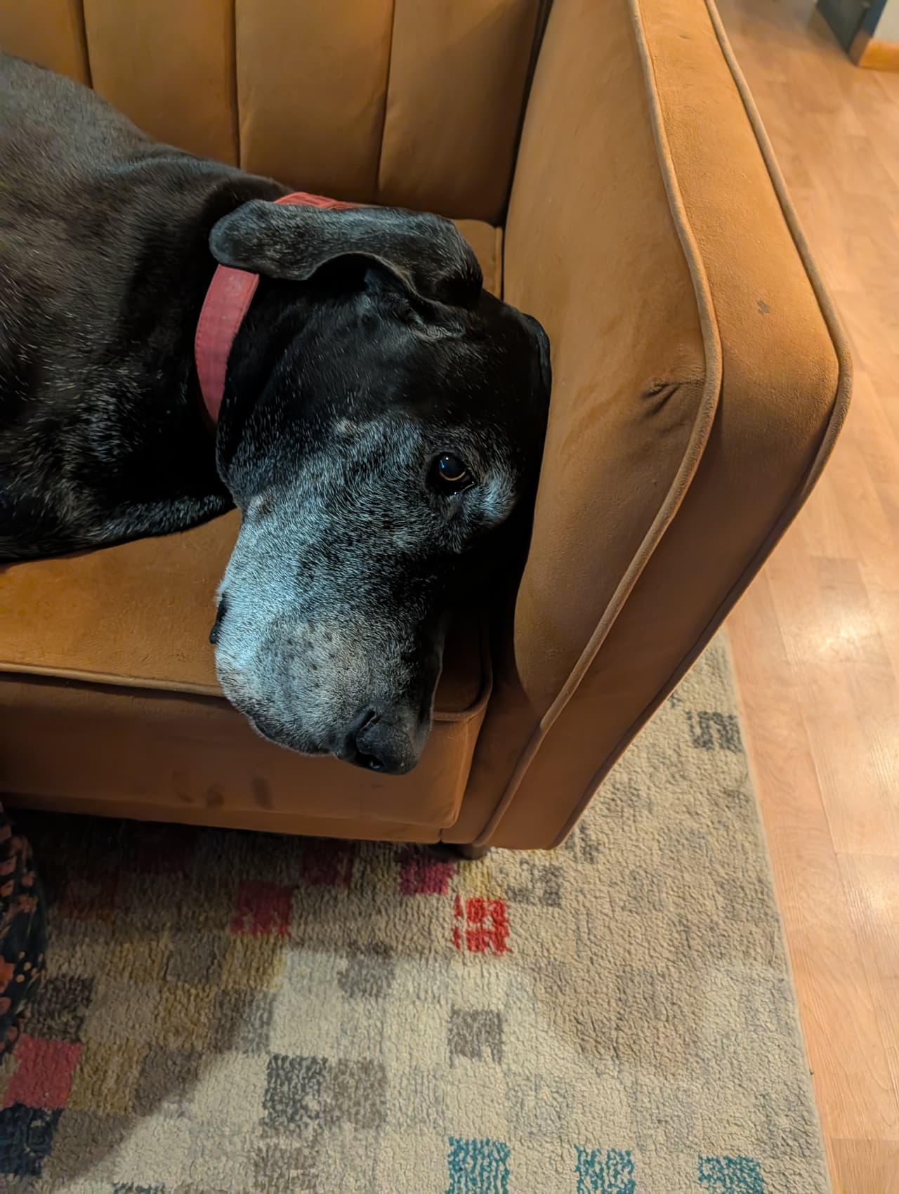 Heavenbound Hound – image 1