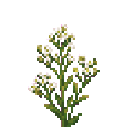 verdant-hivecraft-tcpsxr6q:waxflower_tuft