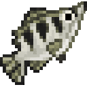 waba-fishing-frenzy-qkljambp:archerfish