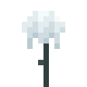White Willow Sapling